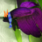 SA2